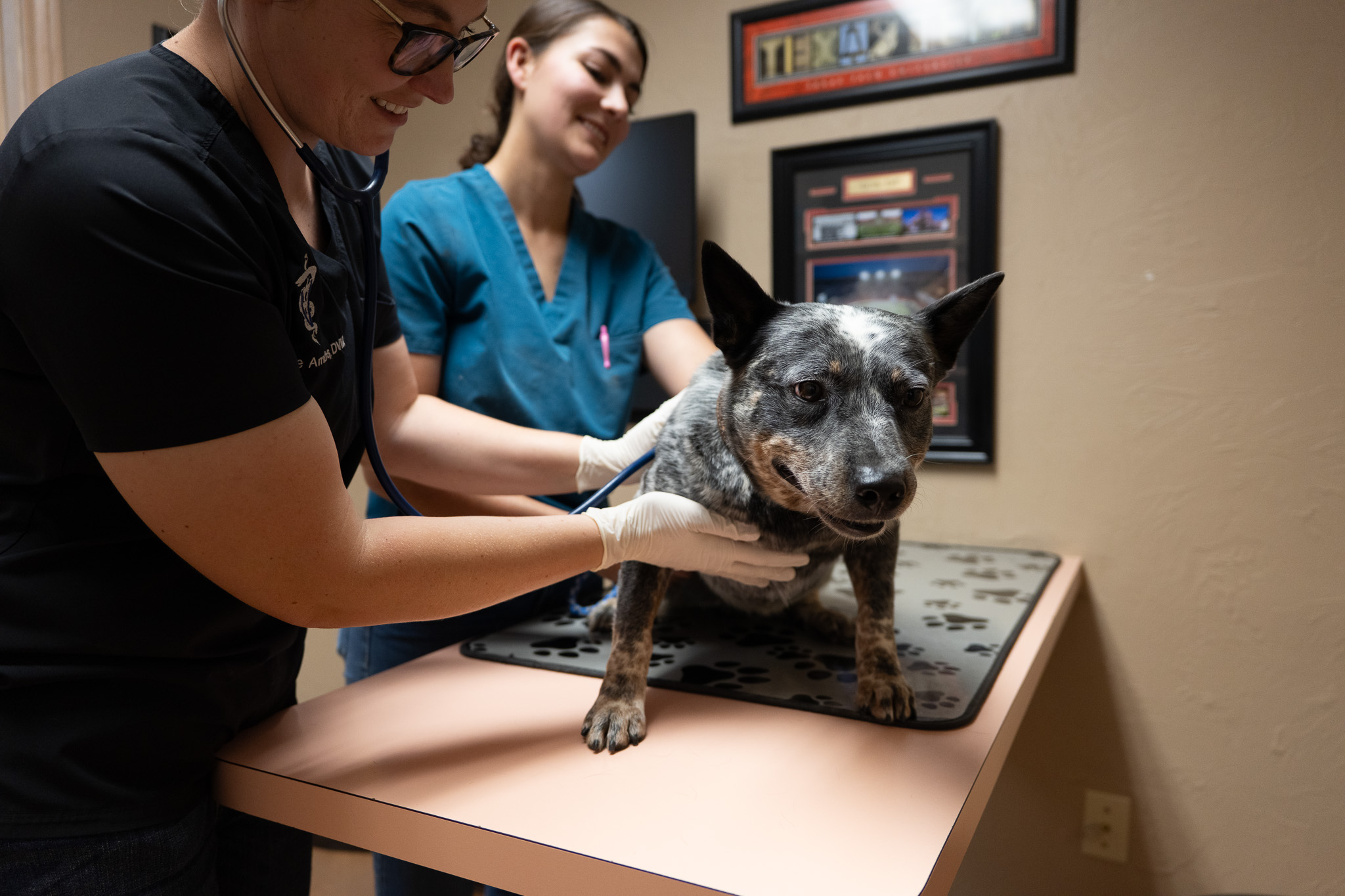 A veterinarian caring for a dog